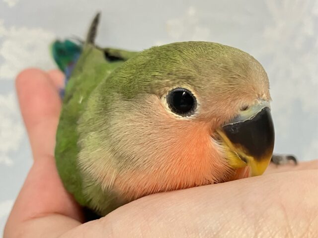 ✨️最新画像✨️秋先取り!?カボチャっちゃ~🎃コザクラインコ(ノーマル) 2024年6月生まれ コザクラインコ(小桜インコ)
