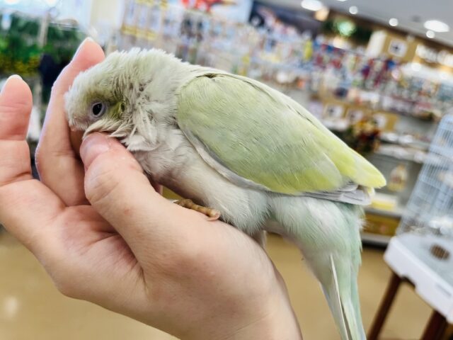 オキナインコ