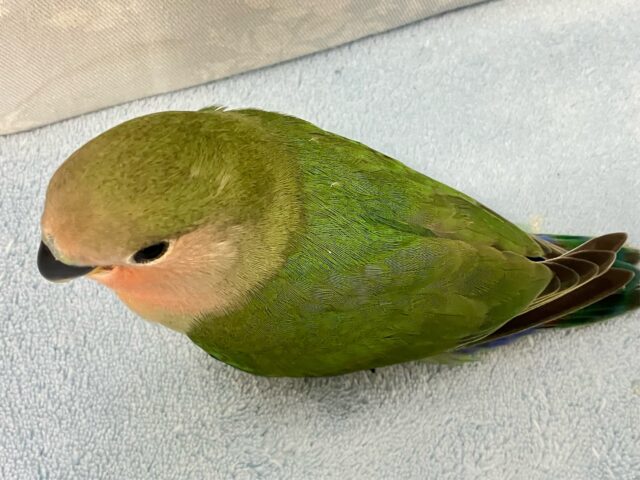 ✨️最新画像✨️秋先取り!?カボチャっちゃ~🎃コザクラインコ(ノーマル) 2024年6月生まれ コザクラインコ(小桜インコ)