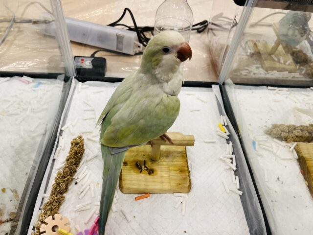 オキナインコ