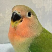 ✨️最新画像✨️秋先取り!?カボチャっちゃ～🎃コザクラインコ(ノーマル) 2024年6月生まれ