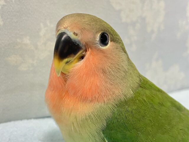 ✨️最新画像✨️秋先取り!?カボチャっちゃ～🎃コザクラインコ(ノーマル) 2024年6月生まれ