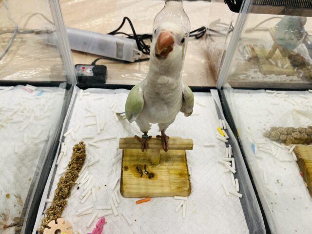 オキナインコ