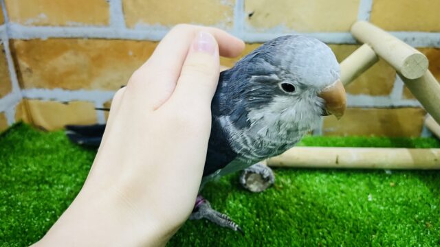 オキナインコ