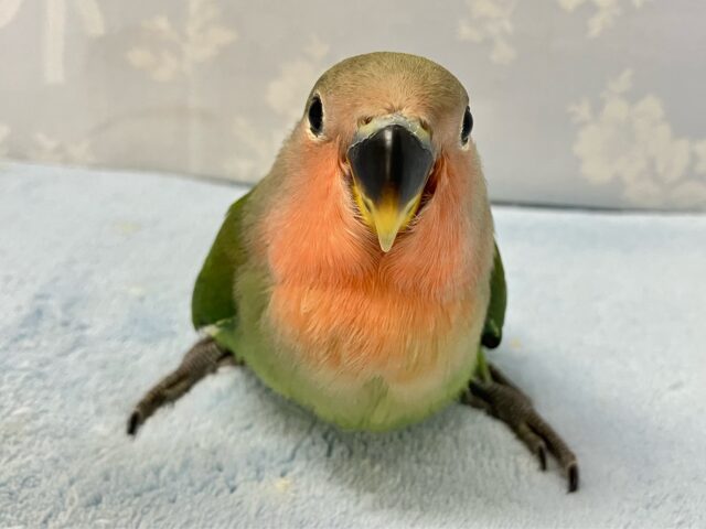 コザクラインコ（小桜インコ）