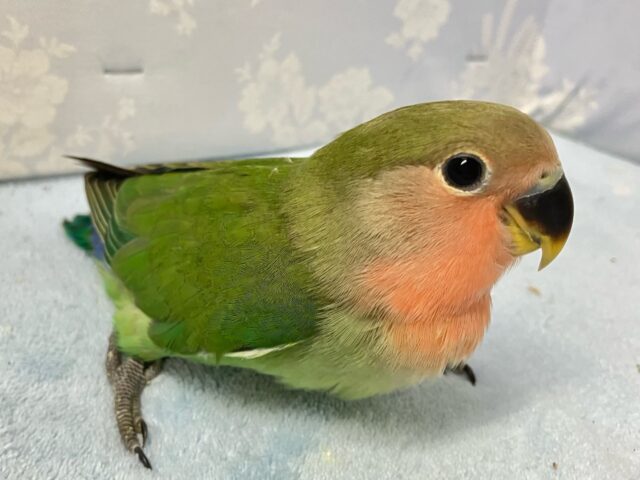 コザクラインコ（小桜インコ）