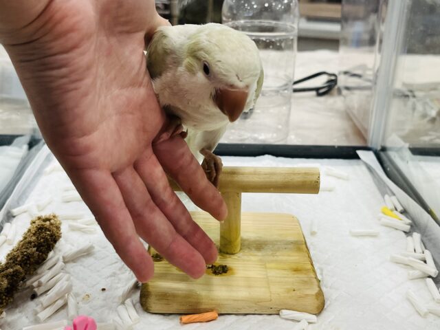 オキナインコ