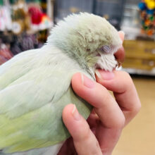 【最新画像更新🪄もうすぐひとり餌】パステル🫧フレッシュ青リンゴ🍏オキナインコ(アクアブルーパリドイノ) ヒナ