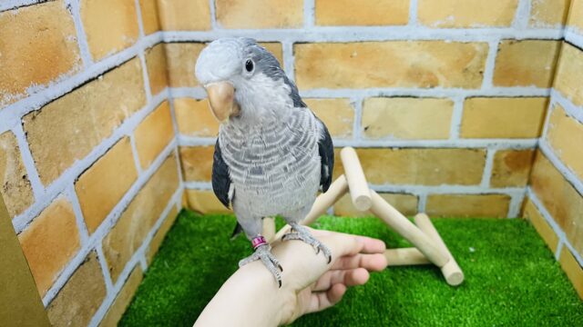 オキナインコ