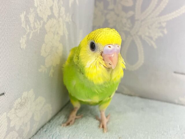 セキセイインコ