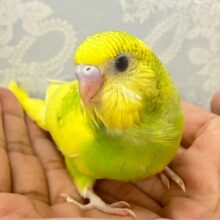 ✨️最新画像✨未熟色でも！元気にトロピカバナナっ子〜🍌🌟⋆꙳セキセイインコ(イエロースパングルパイド2024年7月生まれ)