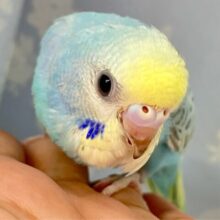 ✨️最新画像✨️スカイde爽快！🏞ミントも添えてねっ🤭🌿.∘セキセイインコ(パステルレインボー2024年7月生まれ)