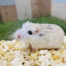 優しいお色に優しい表情がたまりません🥰ロボロフスキーハムスターのホワイトフェイス🩷