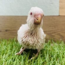 透き通る赤目で見つめちゃいます❤️真っ白なセキセイインコ（アルビノ）