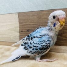 鮮やかなブルーに黒い模様がカッコいい😎✨セキセイインコのパイドカラー❗️