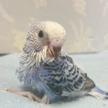 登山家ブル〜ハワイアン〜🌺💙セキセイインコ(ブルーオパーリン2024年7月生まれ)
