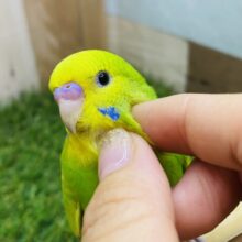 最新画像あります⭐️明るめグリーンが可愛すぎますっ😍セキセイインコのスパングル！！