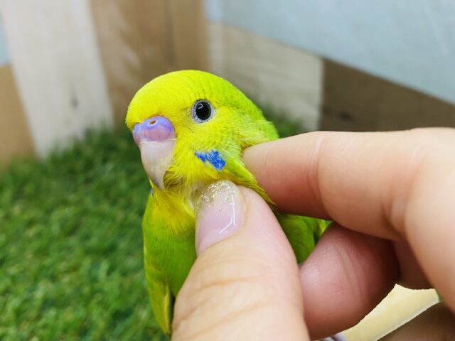 最新画像あります⭐️明るめグリーンが可愛すぎますっ😍セキセイインコのスパングル！！