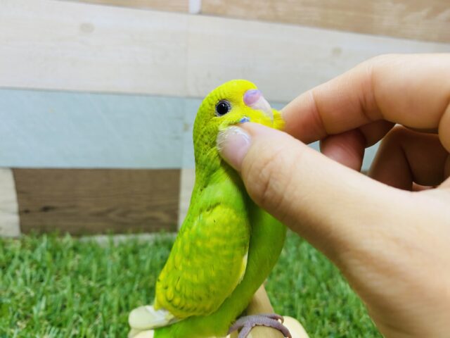 セキセイインコ