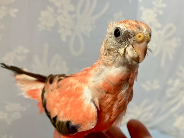 アキクサインコ（秋草インコ）