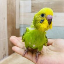 最新画像有ります⭐️やっほ〜い❗️思わず声が聞こえてきそうな元気っコ⭐️セキセイインコのオパーリン🔆