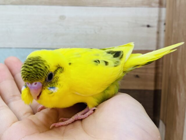 セキセイインコ