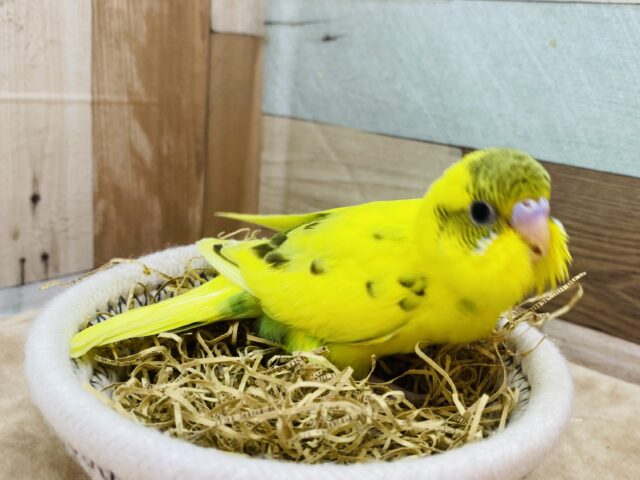 セキセイインコ