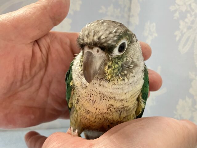 ワキコガネウロコインコ