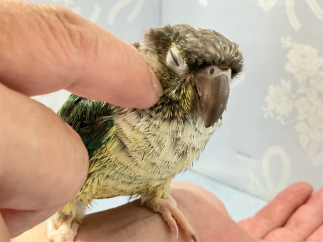 ワキコガネウロコインコ