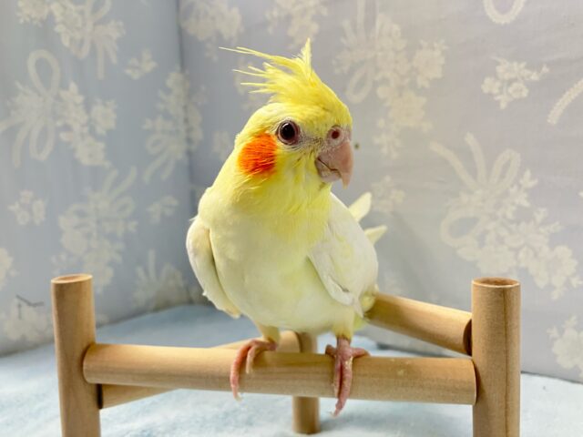 オカメインコ