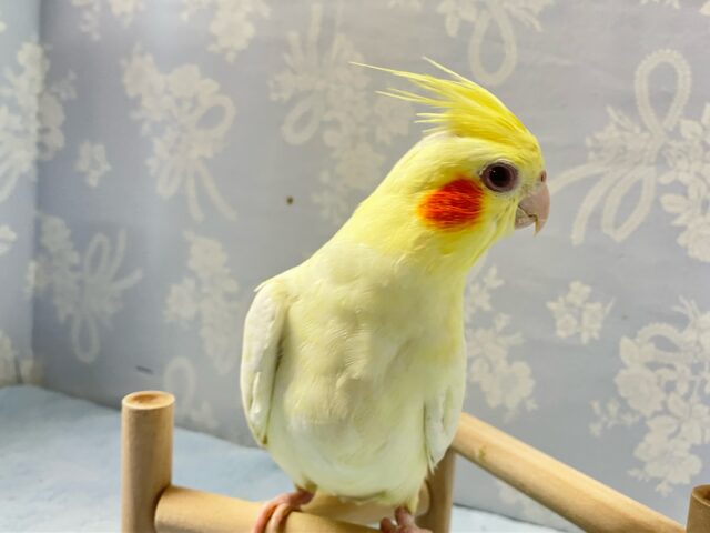 オカメインコ