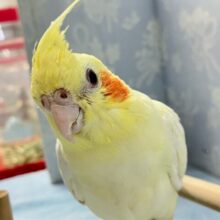 白モチにカスタードまぜまぜ〜🌀♡オカメインコ(ルチノー2024年5月生まれ)