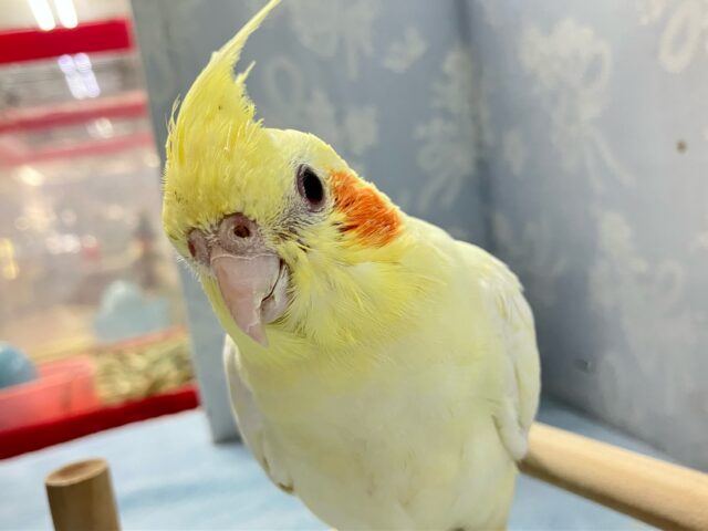 白モチにカスタードまぜまぜ〜🌀♡オカメインコ(ルチノー2024年5月生まれ)