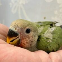 抹茶！緑茶？ペちゃ〜꜀(˘꒳˘ ꜀)💕コザクラインコ(ノーマル2024年7月生まれ)