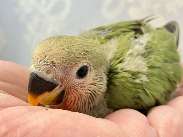 コザクラインコ（小桜インコ）