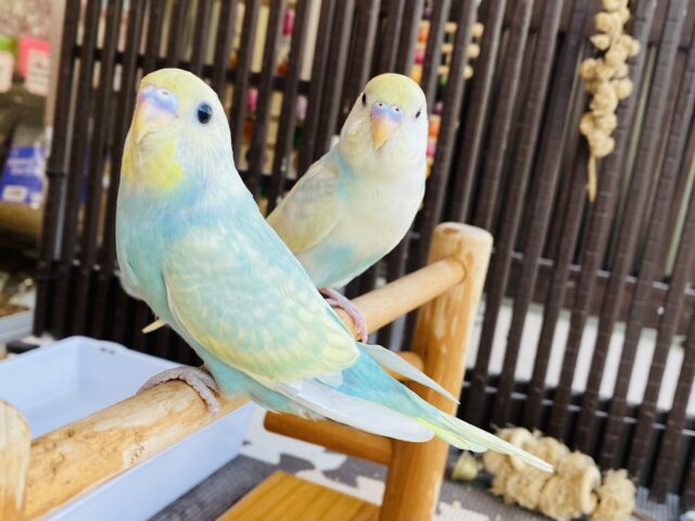 セキセイインコ