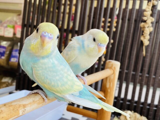 セキセイインコ