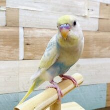 最新画像あります⭐️淡いブルーのお色が可愛いんですっ🥰セキセイインコのパステルレインボーパイド！！