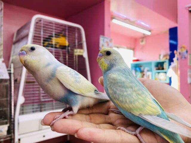 セキセイインコ