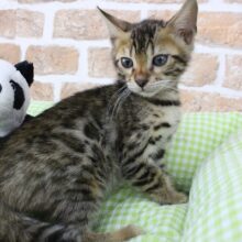 ワイルドキャット😎🐱😎に火をつけて🔥ベンガル・男の子！