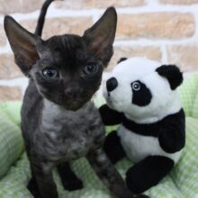 ちょびりん巻き毛🌀に糖質制限待ったナシ？！🎂🐱❤デボンレックス・男の子！