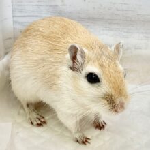 最新画像！カラージャービル（オレンジ系）　男の子　しっかり育ったまんまるボディ！