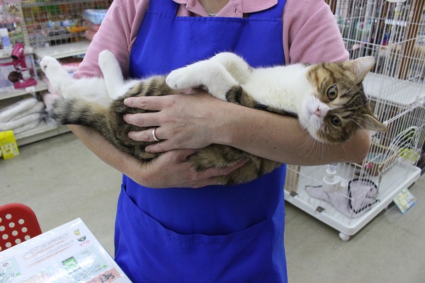 お、親方～ッ！💦空から猫ちゃんが！☁🐱🏰💫マンチカン・男の子！