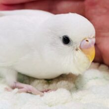 【最新画像更新🪄】あざとい可愛さです♡♡セキセイインコ（ダブルファクター）ヒナ