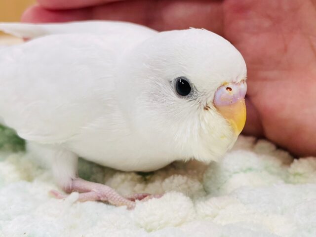 【最新画像更新🪄】あざとい可愛さです♡♡セキセイインコ（ダブルファクター）ヒナ