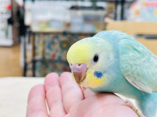 セキセイインコ