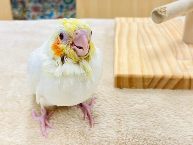 オカメインコ