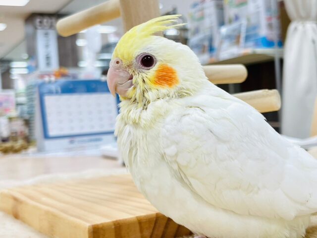 オカメインコ