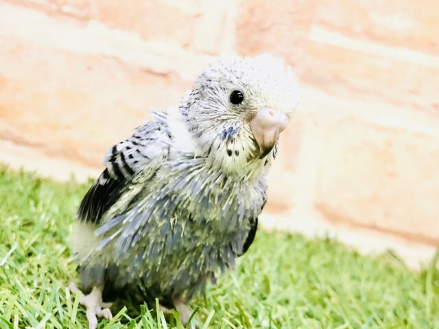 人気のバイオレットカラー！！　セキセイインコ