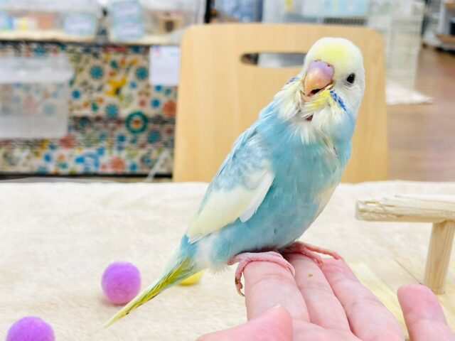 セキセイインコ